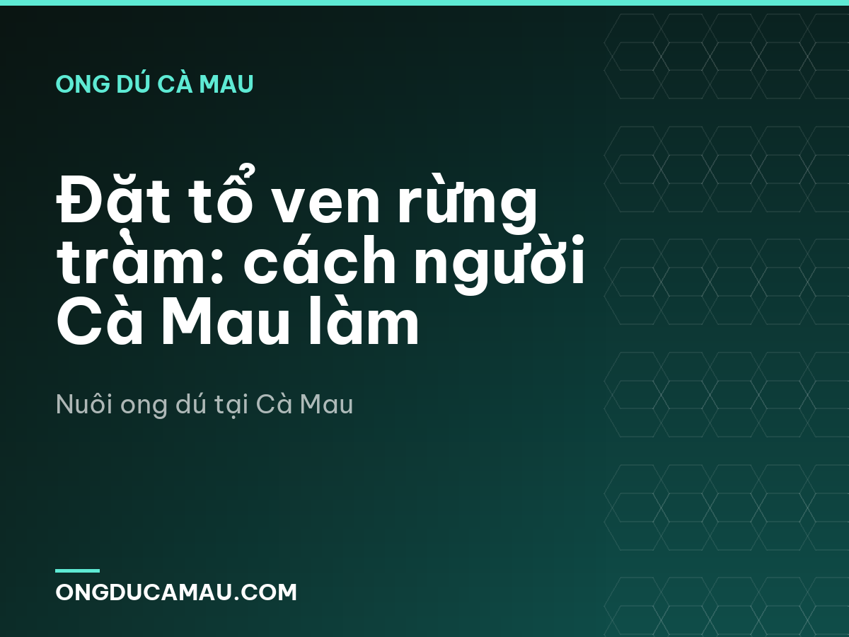 Đặt tổ ven rừng tràm: cách người Cà Mau làm