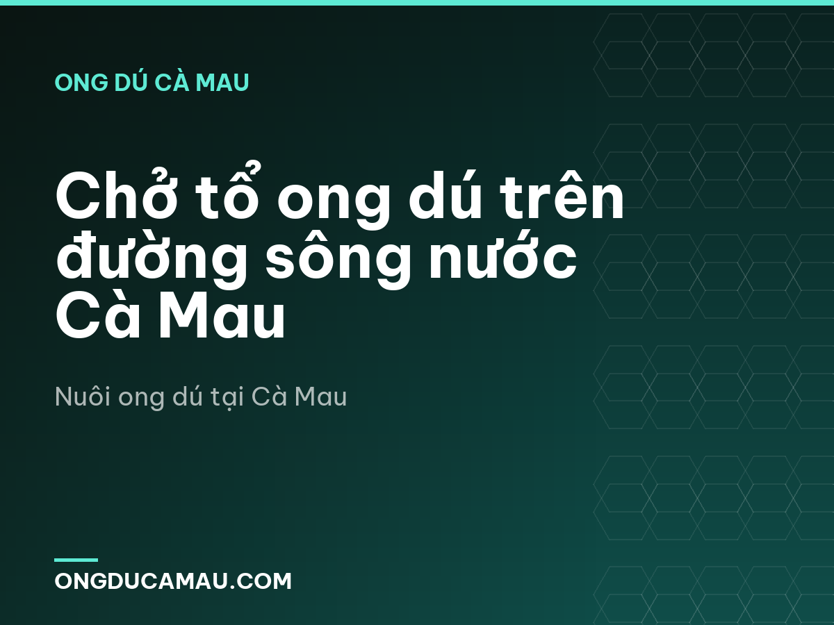 Chở tổ ong dú trên đường sông nước Cà Mau