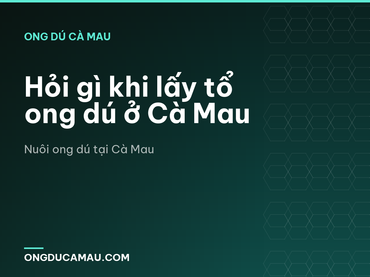 Hỏi gì khi lấy tổ ong dú ở Cà Mau
