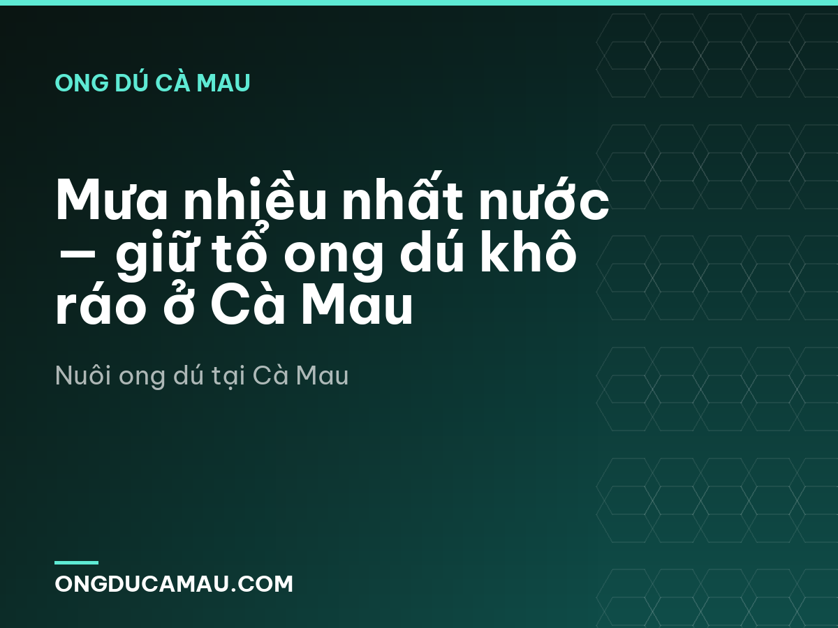 Mưa nhiều nhất nước — giữ tổ ong dú khô ráo ở Cà Mau