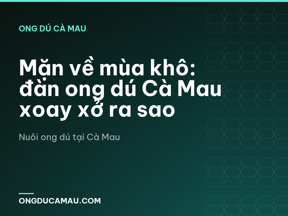 Mặn về mùa khô: đàn ong dú Cà Mau xoay xở ra sao