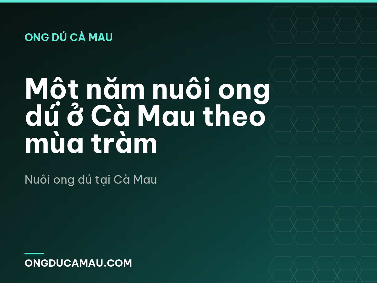 Một năm nuôi ong dú ở Cà Mau theo mùa tràm