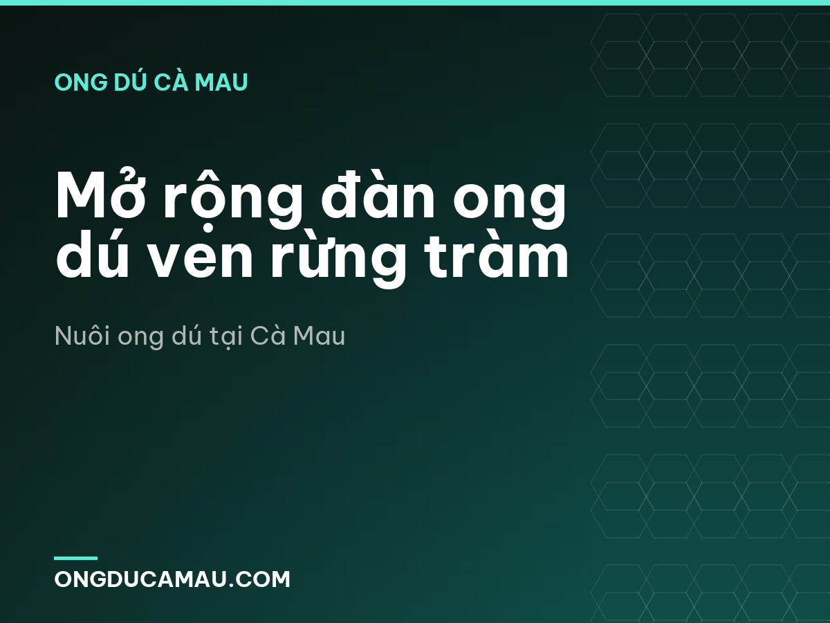 Mở rộng đàn ong dú ven rừng tràm