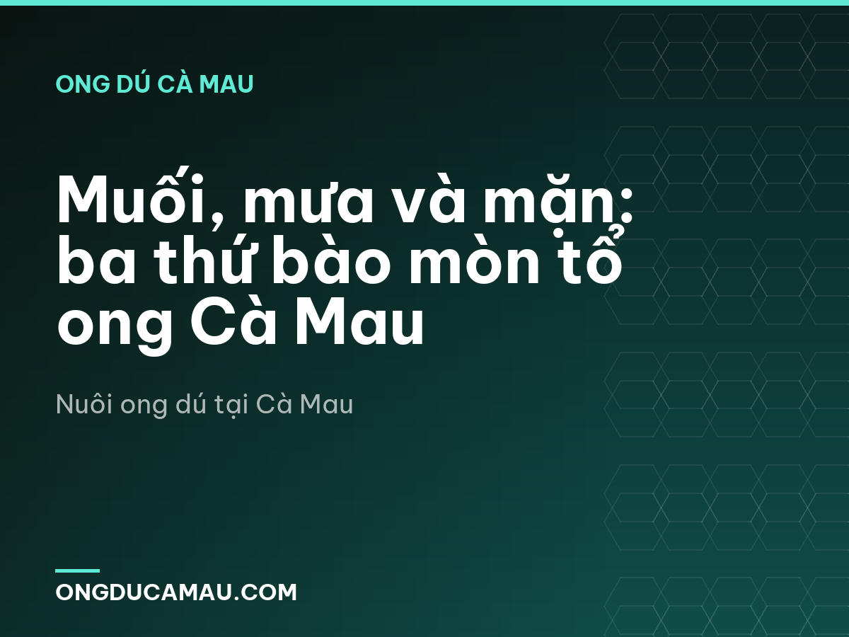Muối, mưa và mặn: ba thứ bào mòn tổ ong Cà Mau