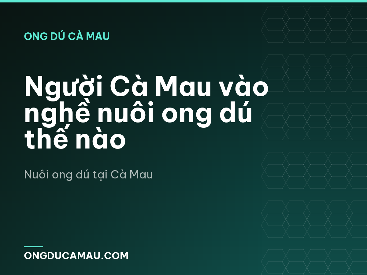 Người Cà Mau vào nghề nuôi ong dú thế nào