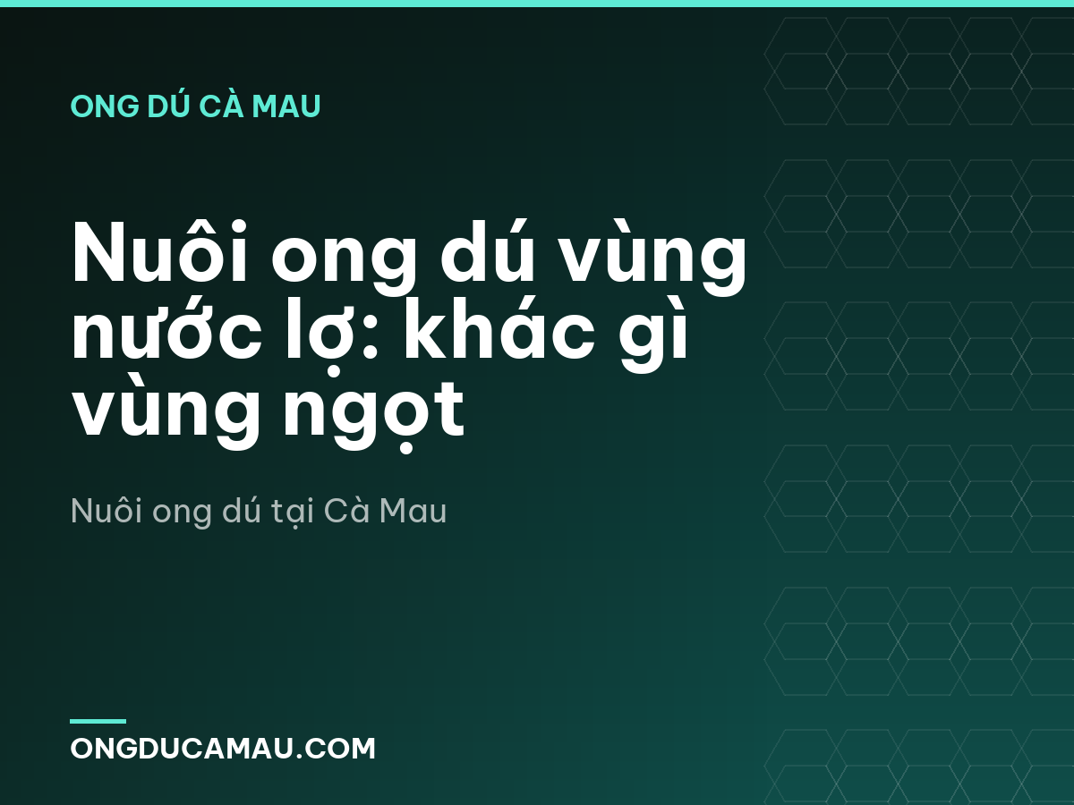 Nuôi ong dú vùng nước lợ: khác gì vùng ngọt