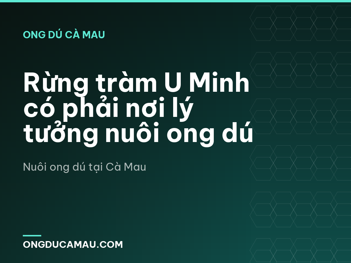 Rừng tràm U Minh có phải nơi lý tưởng nuôi ong dú