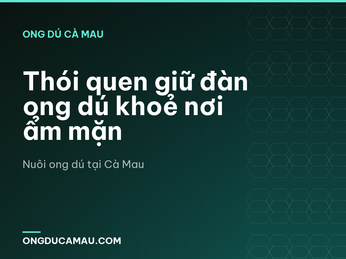 Thói quen giữ đàn ong dú khoẻ nơi ẩm mặn