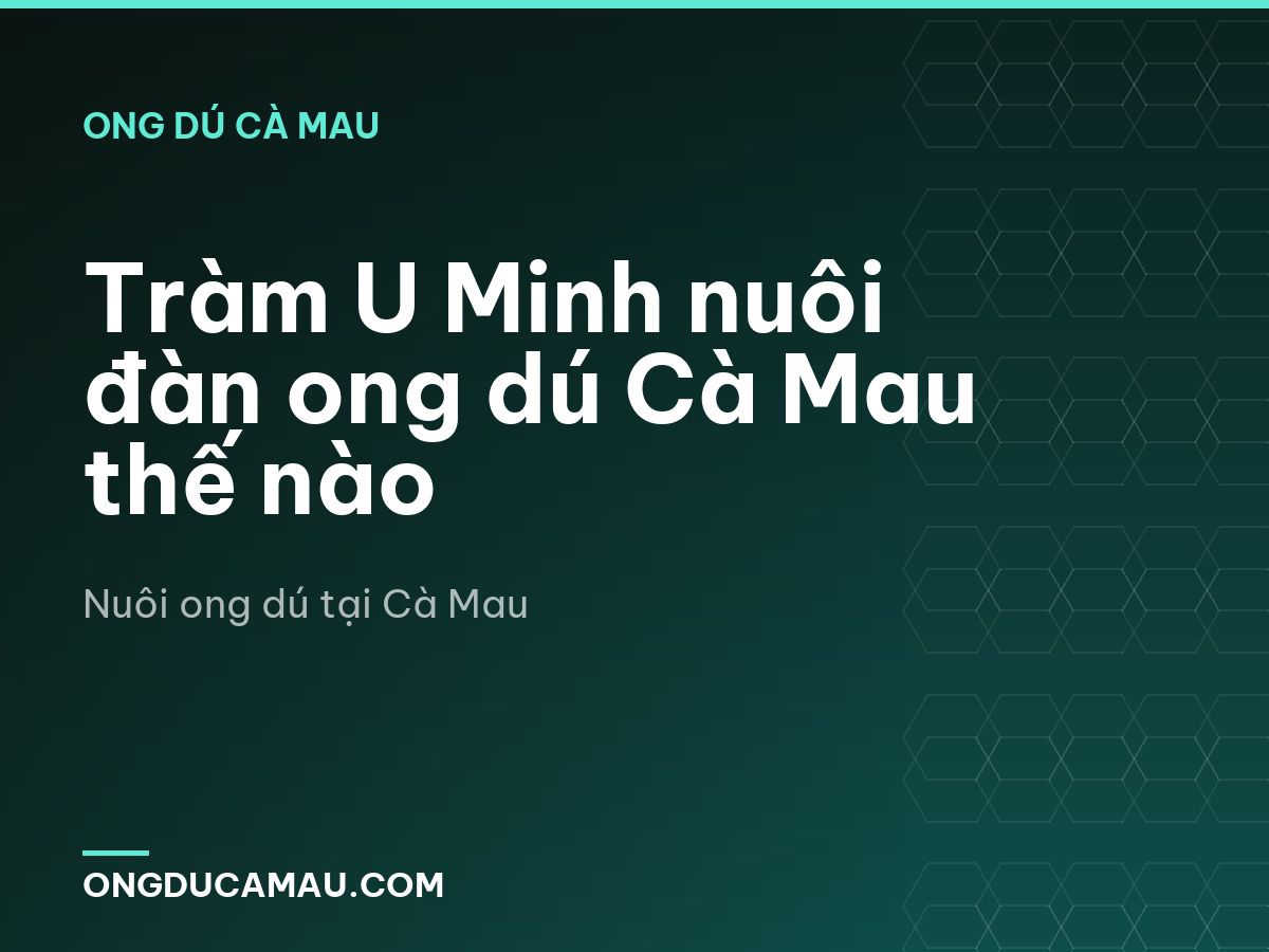 Tràm U Minh nuôi đàn ong dú Cà Mau thế nào