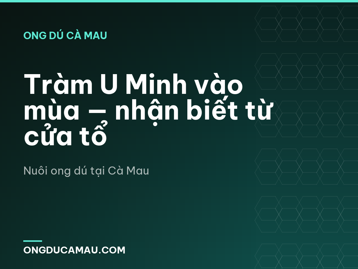 Tràm U Minh vào mùa — nhận biết từ cửa tổ