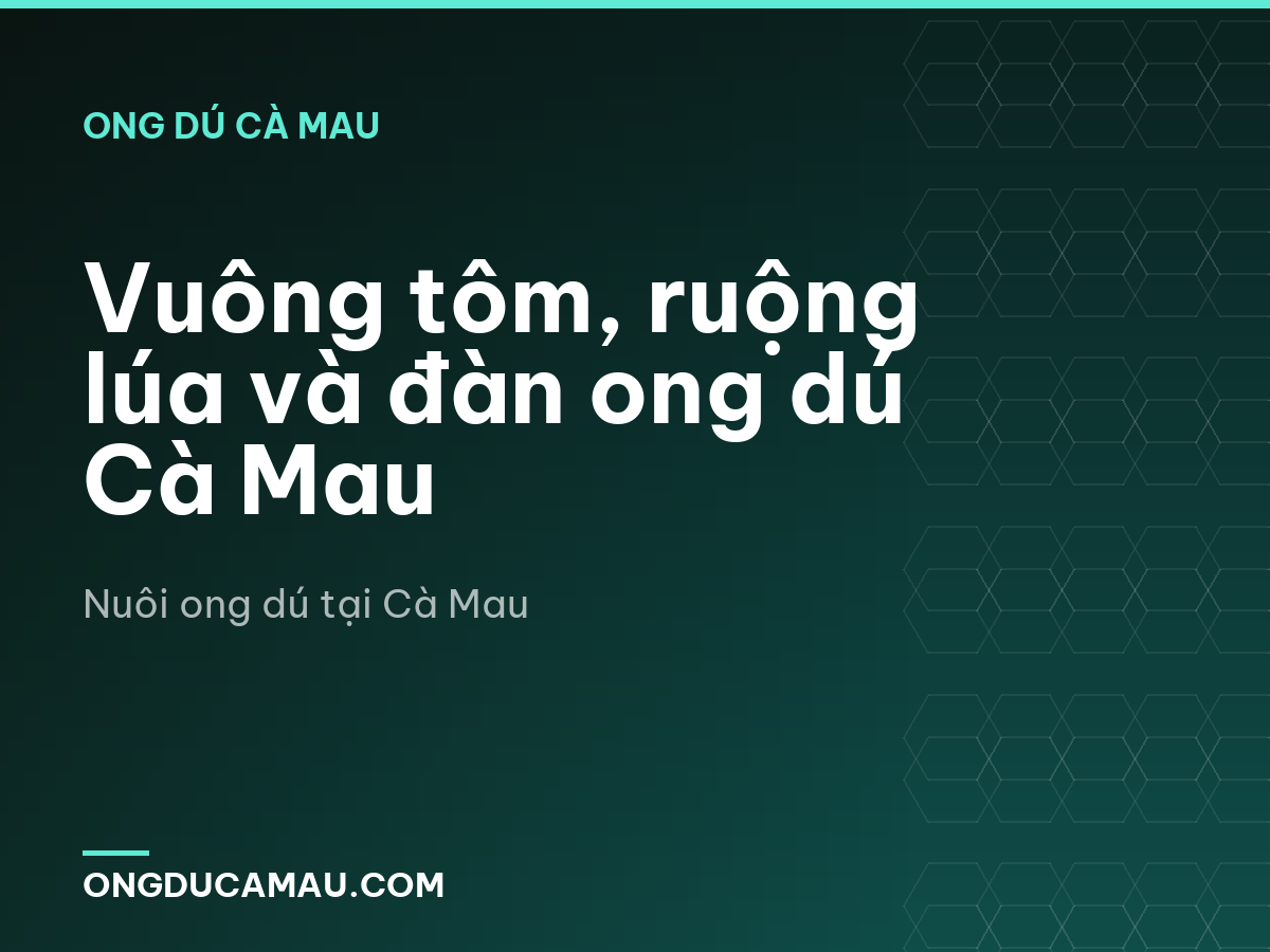 Vuông tôm, ruộng lúa và đàn ong dú Cà Mau